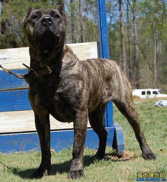 收藏狗狗的图片,收藏宠物集