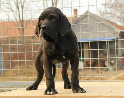 收藏狗狗的图片,收藏宠物集