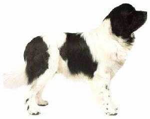 收藏狗狗的图片,收藏宠物集