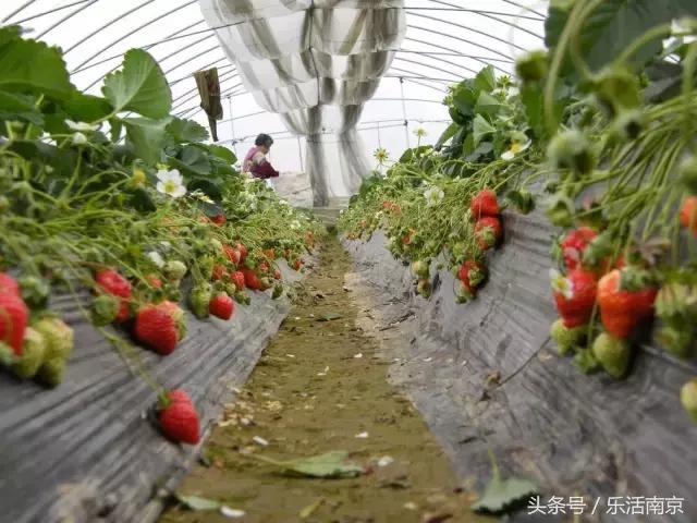 南京梅花赏花游记,好玩的摘草莓胜地打卡