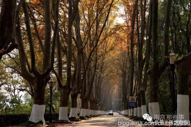 南京梅花赏花游记,好玩的摘草莓胜地打卡