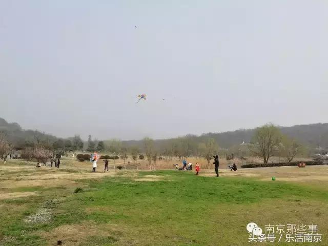 南京梅花赏花游记,好玩的摘草莓胜地打卡