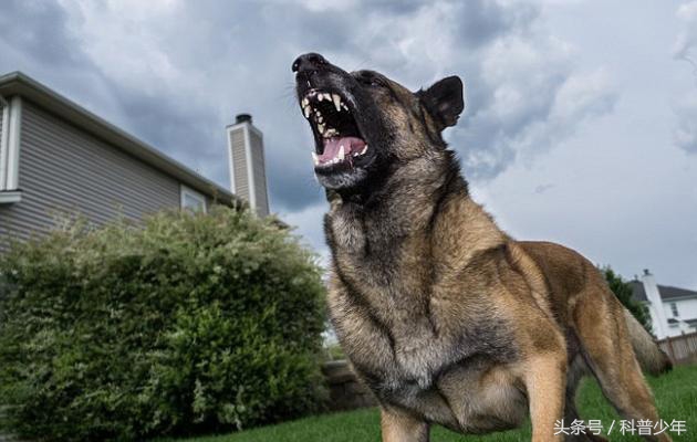遇到危险动物需要关注什么,遇到危险动物怎么逃生