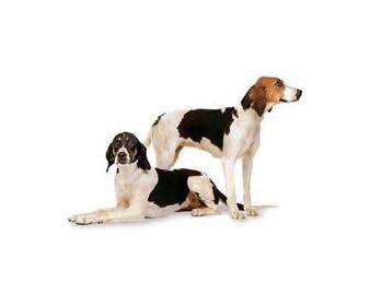 收藏狗狗的图片,收藏宠物集