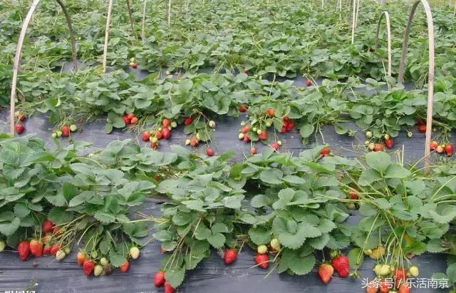 南京梅花赏花游记,好玩的摘草莓胜地打卡