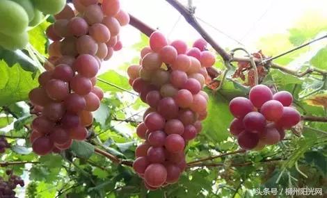 柳州附近农庄适合小孩玩,柳州周边农庄场地推荐