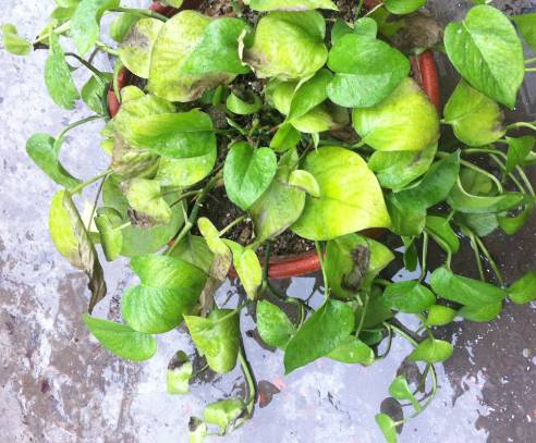 植物黄叶怎么补救,植物老黄叶该怎么养