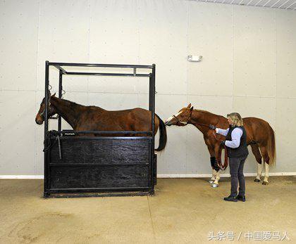 怎样挑选好的公马,公马如何选择母马