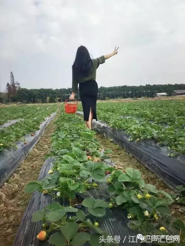 江门草莓采摘园在哪里,草莓采摘园人满为患