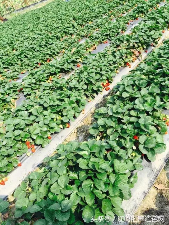 江门草莓采摘园在哪里,草莓采摘园人满为患