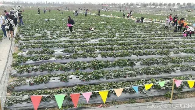 江门草莓采摘园在哪里,草莓采摘园人满为患