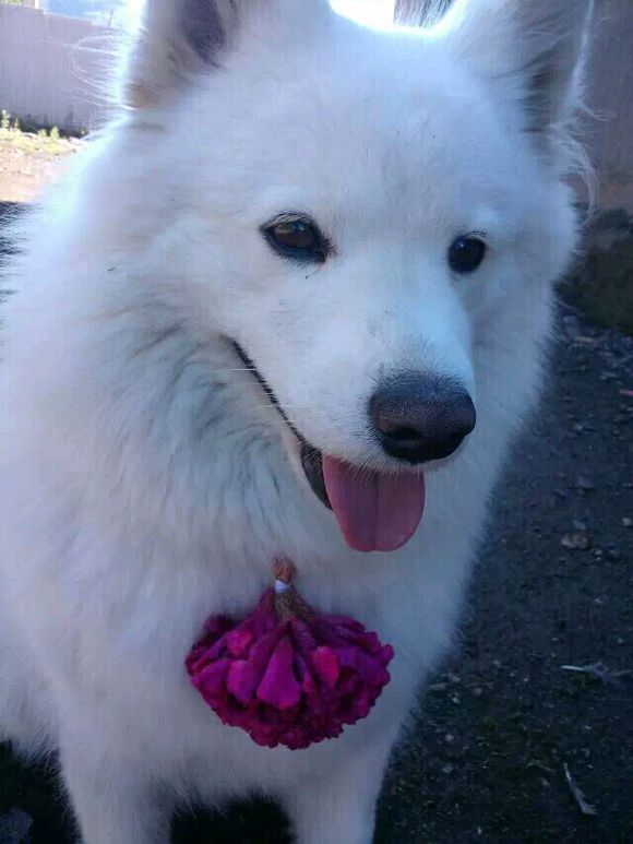 萨摩耶养了九年去世,萨摩耶临终感人视频