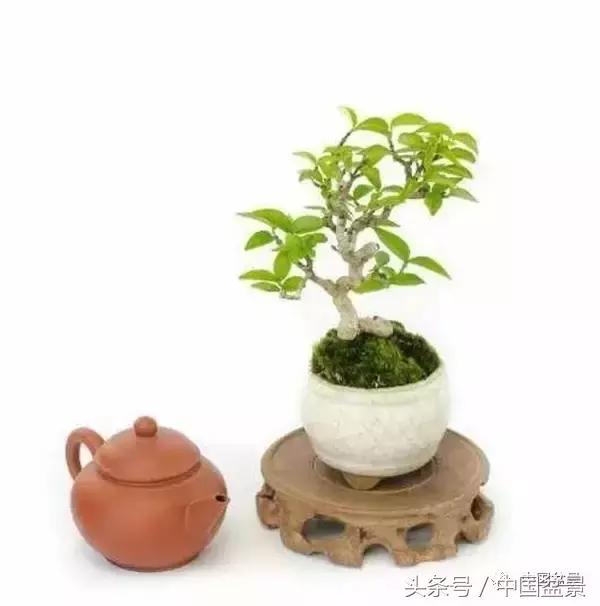 盆景知识与沟通,养花知识大全小盆景