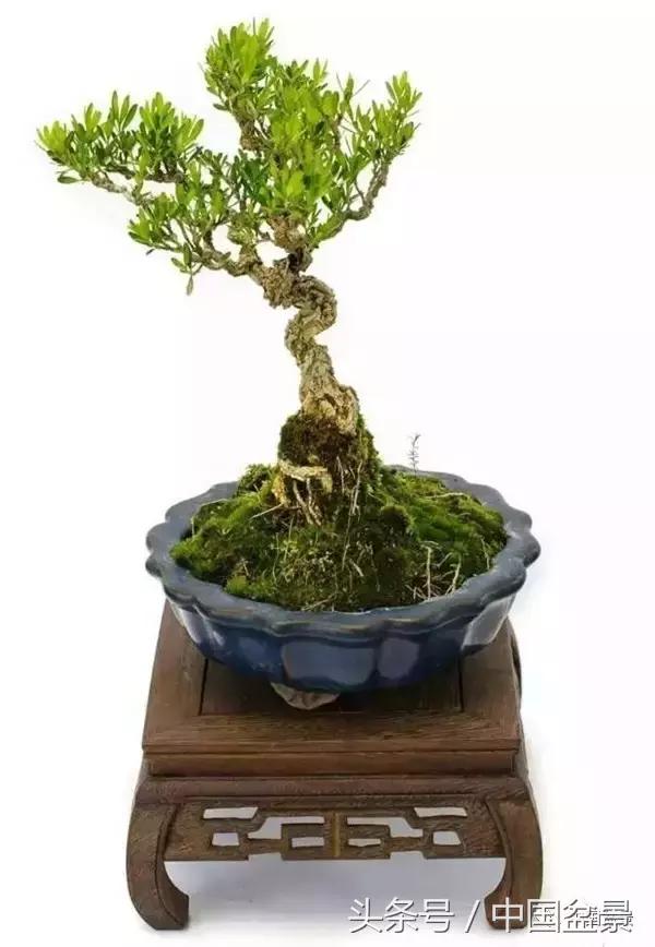 盆景知识与沟通,养花知识大全小盆景