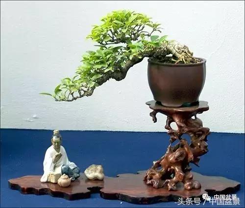 盆景知识与沟通,养花知识大全小盆景