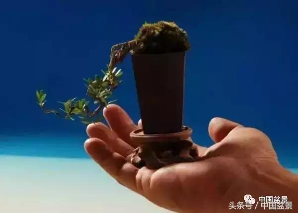 盆景知识与沟通,养花知识大全小盆景