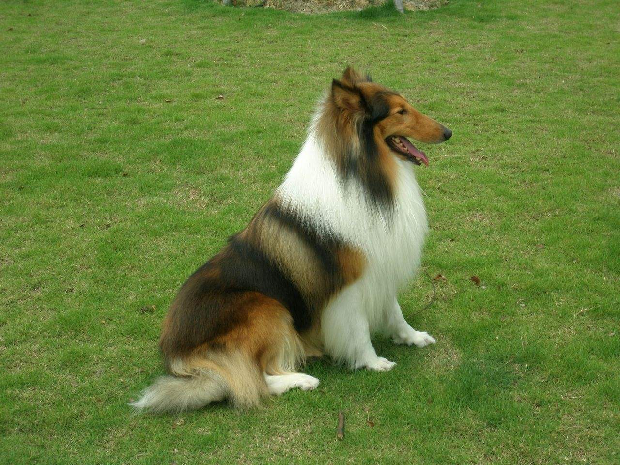 狗狗最不容易掉毛的是哪个品种,狗狗掉毛排行榜