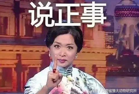 母猪得蓝耳厌食症,母猪厌食症