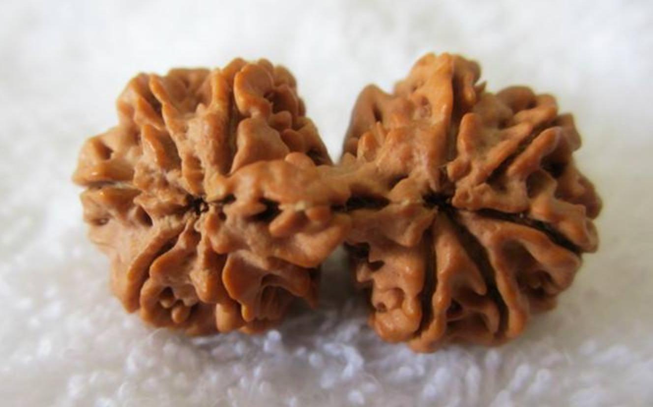 尼泊尔金刚菩提拿货成本,尼泊尔兜售金刚菩提