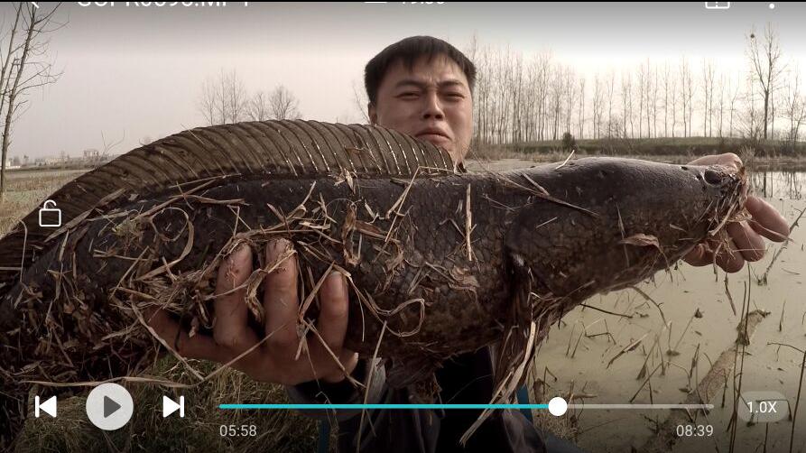 机械师横扫枯叶塘，放牛哥借机洗前耻路亚这条黑鱼真过瘾