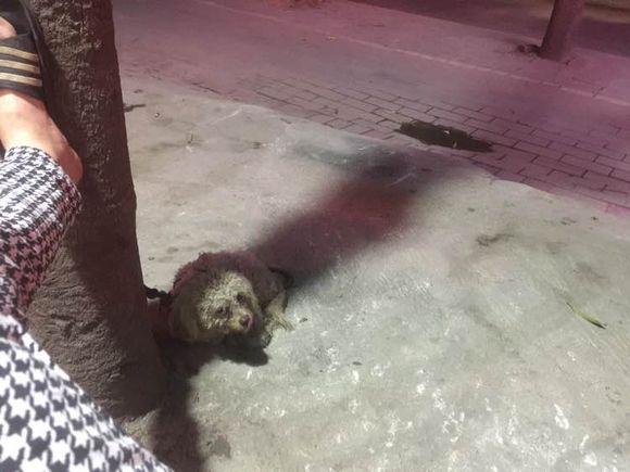 女子晒了自己养的泰迪，网友们炸开了锅，你这还不如去养猪呢