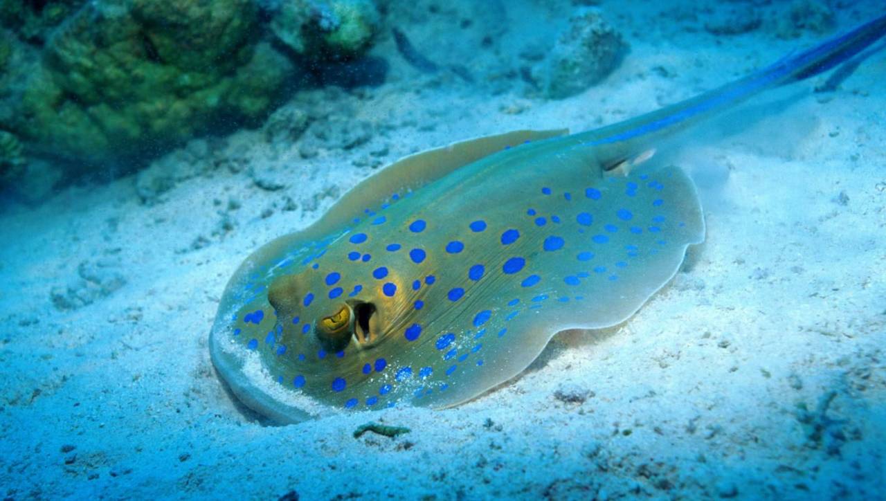 阳春三月，小萌高管们受邀齐飞诗巴丹参加“马布海洋日”~