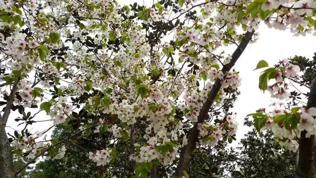 上海最长的樱花大道在哪里,上海樱花盛开的季节是几月