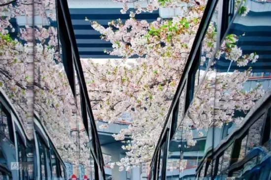 上海最长的樱花大道在哪里,上海樱花盛开的季节是几月