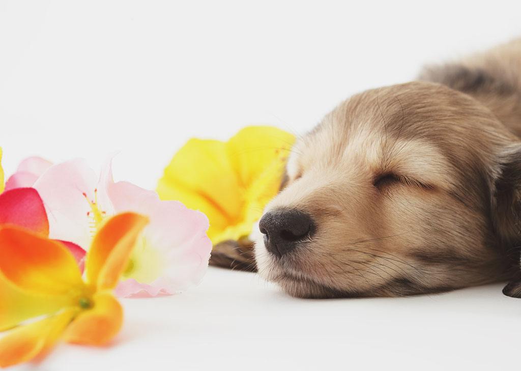 从狗狗的奇葩睡姿中判断安眠程度，你家的汪有没有中枪呢？