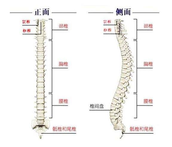 脊椎难受怎么矫正,矫正脊椎的方法
