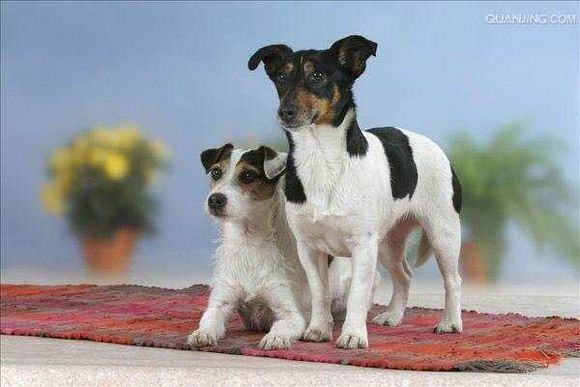 狗狗品种收集大全,收藏狗狗