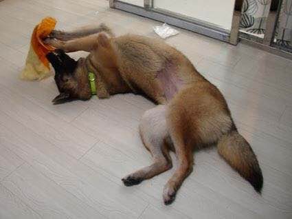 狗狗品种收集大全,收藏狗狗