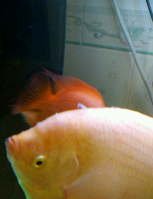 招财鱼病了要怎么治疗,招财鱼容易得什么病