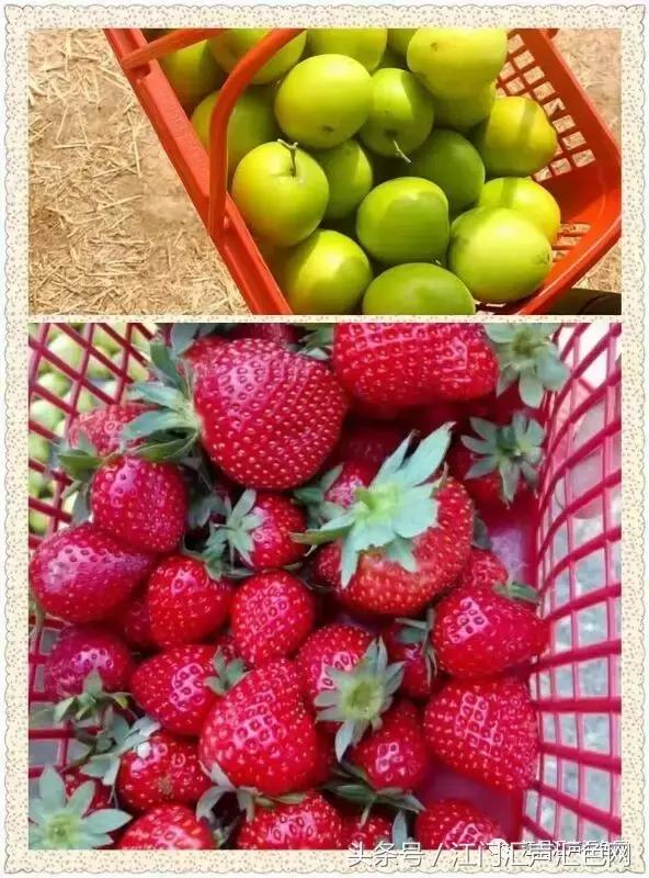 江门草莓采摘园在哪里,草莓采摘园人满为患