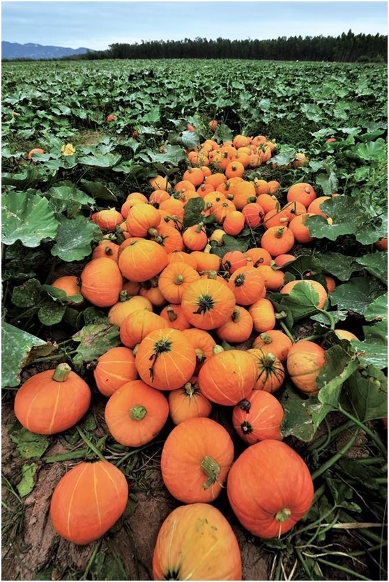 清新之旅，那片秋色处女地