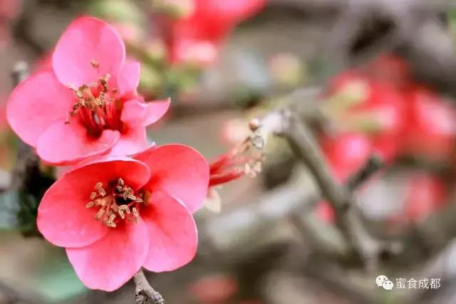 这里的春天最美丽歌词 (这里的春天最美丽)