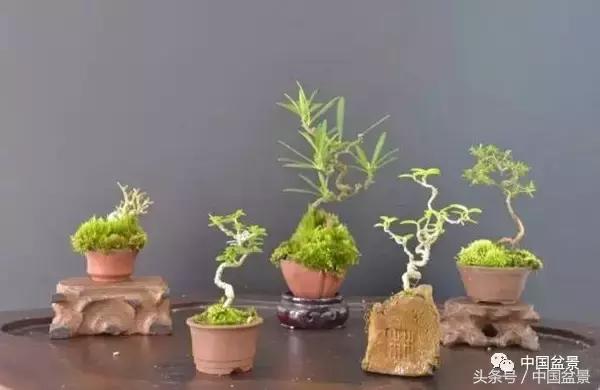 盆景知识与沟通,养花知识大全小盆景