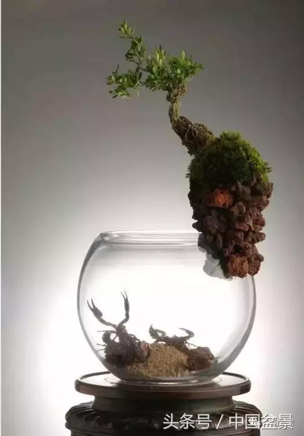 盆景知识与沟通,养花知识大全小盆景