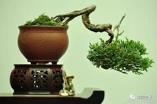 盆景知识与沟通,养花知识大全小盆景