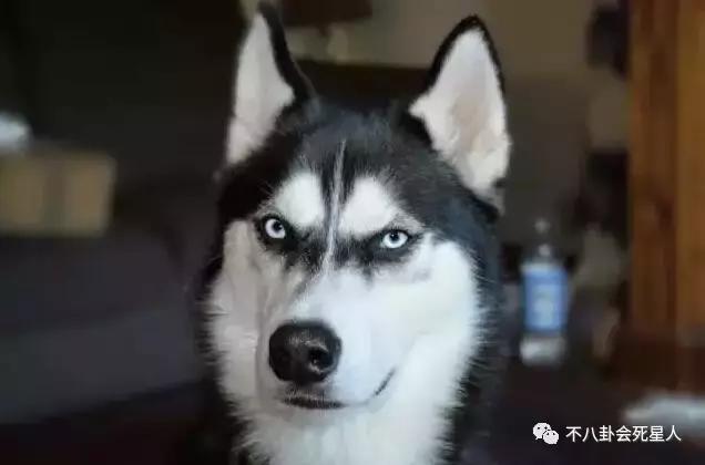 李克勤看球赛被发现用盗版软件，被网友调侃：身体力行支持盗版