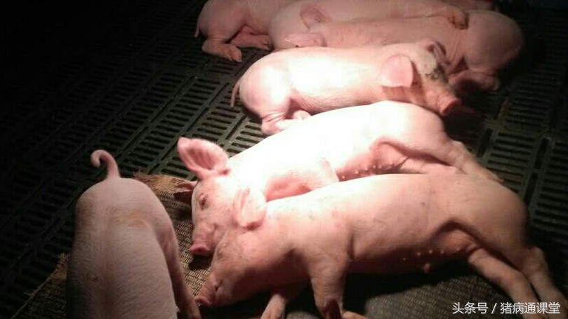 仔猪补铁中毒能用地米解救吗,仔猪补铁的功效与作用