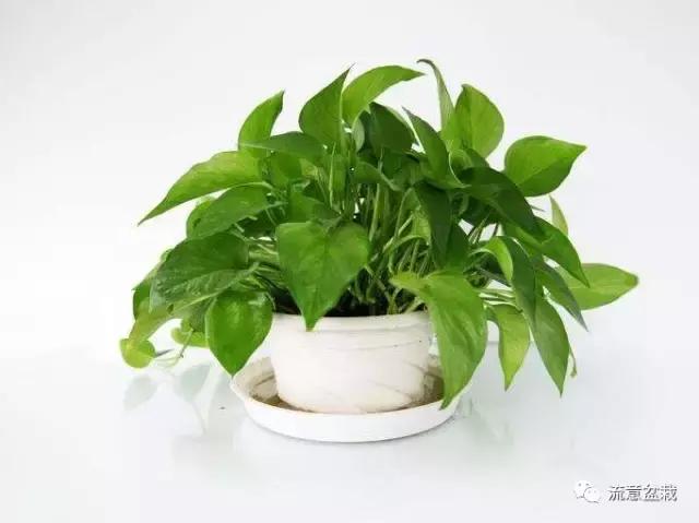 绿萝长得慢怎么补救,绿萝快枯萎了怎么养好