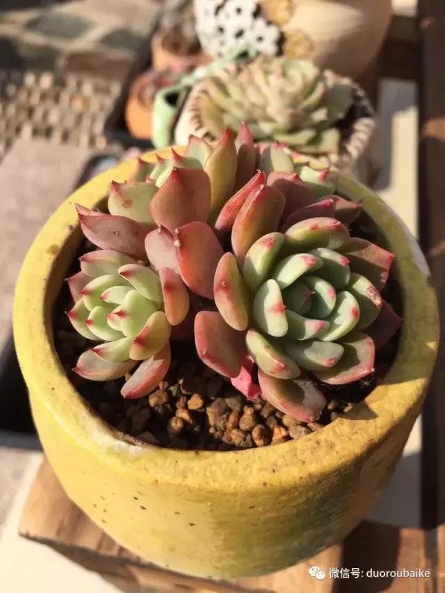 当大妈遇见帅哥,当大妈爱上邻家男孩