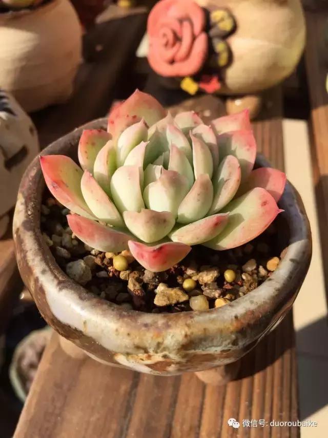 当大妈遇见帅哥,当大妈爱上邻家男孩