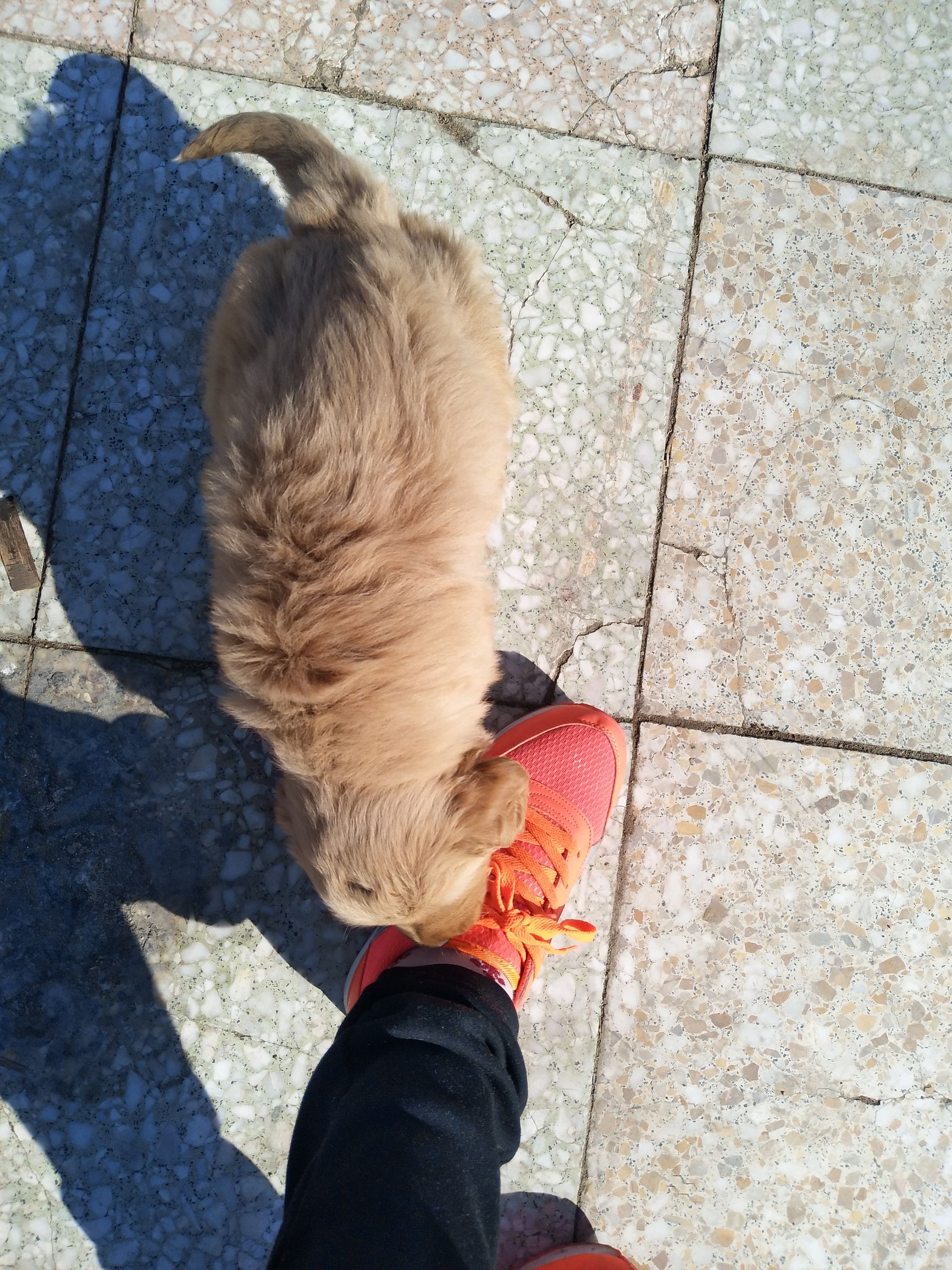 家里金毛老是咬泰迪怎么办,金毛太淘气是什么原因