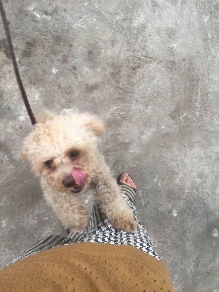 女子晒了自己养的泰迪，网友们炸开了锅，你这还不如去养猪呢