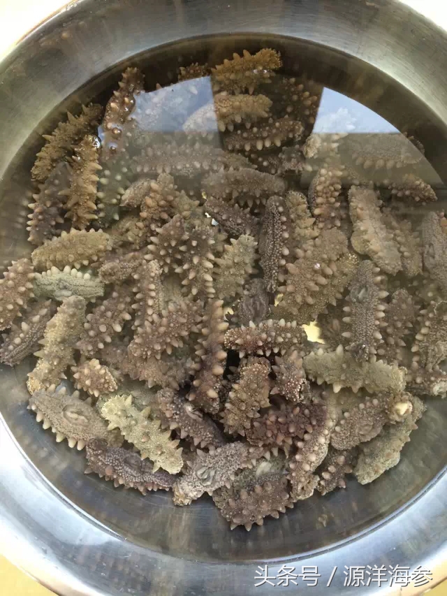 鉴别海参真假视频,辨别即食海参真假