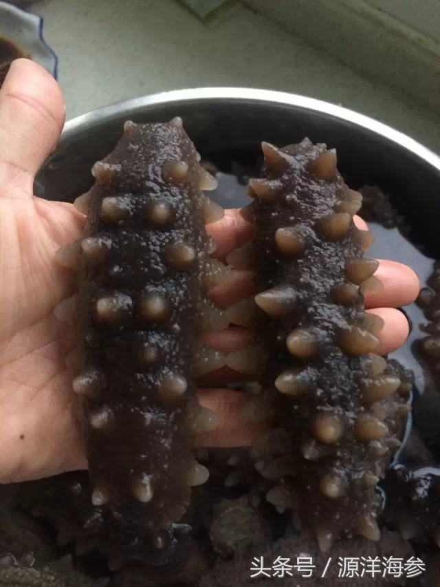 鉴别海参真假视频,辨别即食海参真假