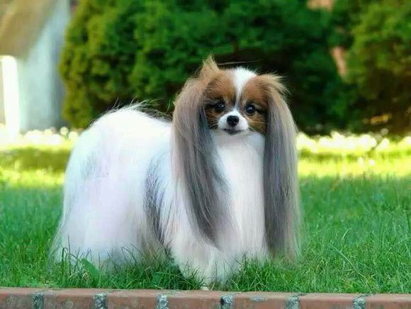 狗狗品种收集大全,收藏狗狗