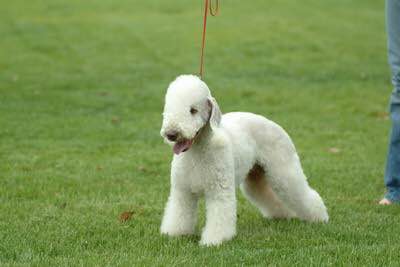 狗狗品种收集大全,收藏狗狗